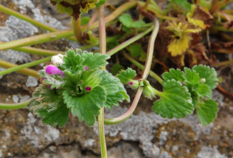 Lamium amplexicaule